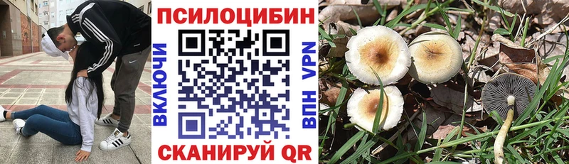 блэк спрут tor  Злынка  Псилоцибиновые грибы Magic Shrooms 